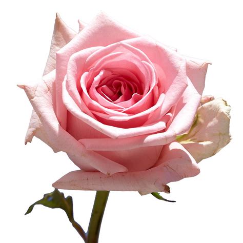 Order beautiful bouquet of flowers to wish happy birthday. Globalrose 50 Pink Roses- Fresh Flower Delivery-50 ...