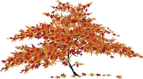 3500 Japanese Maple Tree Stock Illustrations Royalty Free Vector