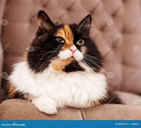 Beautiful Tricolor Cat Stock Image Image Of Horizontal 36432771