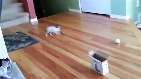 Cat Jump Fails Top 10 Funny Cats And Cute Kittens Видео Dailymotion