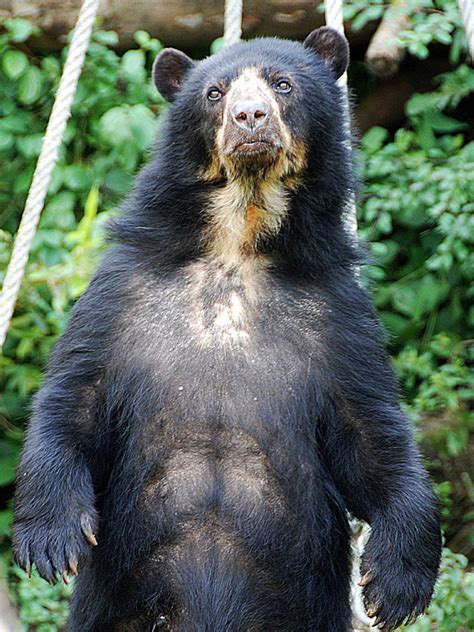 Spectacled Bear Information Pictures Facts And Video