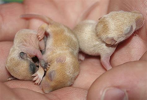 This information is from a how often do i feed the baby? Baby Gerbils, the Baby Rodents You Might Like | Baby ...