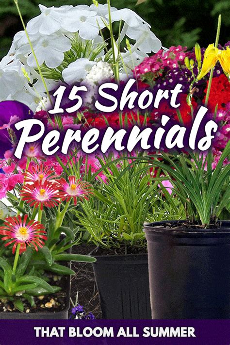 15 Short Perennials That Bloom All Summer