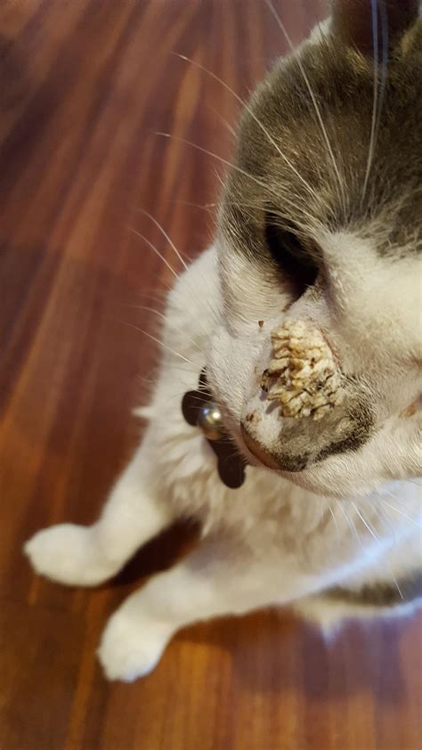Any Remedy For Wart On Nose Catcare