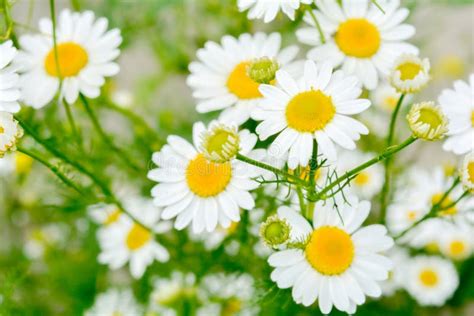 Medicine Chamomile Flowers Aromatherapy By Herbs Camomile Daisy