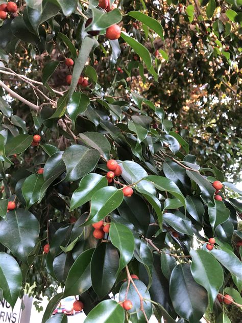 Leucadendron 'safari sunset' (the shrub) is large, evergreen and open and has fantastic flowers great for cutting. What is this plant? In Southern California and I'm ...