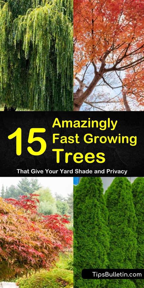 Fast Growing Trees Artofit