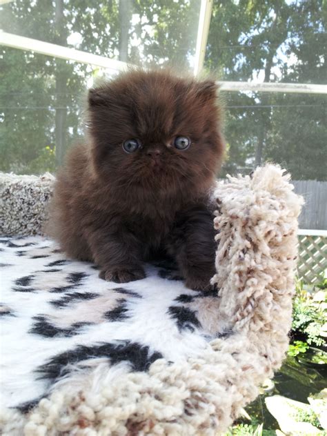 Best Cat Food For Persians From Kittens To Seniors ...