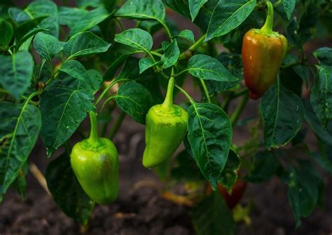 I thought that is where pepper comes from, but i was told that pepper corns grow on vines. Fertilizer for Peppers » Tips to Feed Them Right