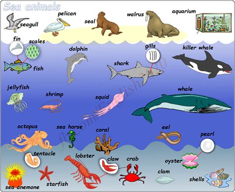 Land And Water Animals Pictures With Names