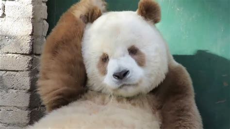 Brown Giant panda bear very cute !!! - YouTube