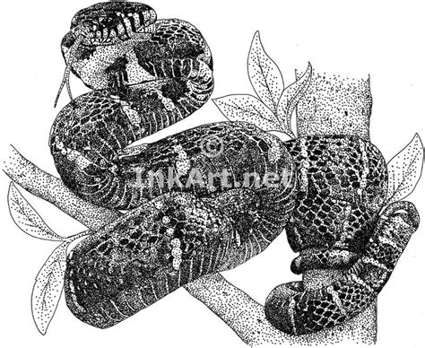 Mangrovesnakelarge 793×650 Snake Tattoo Design