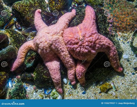Couple Of Ochre Sea Stars Close Together On A Rock Common Starfish