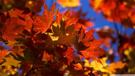 Fall Leaves Wallpaper Desktop Background Natures