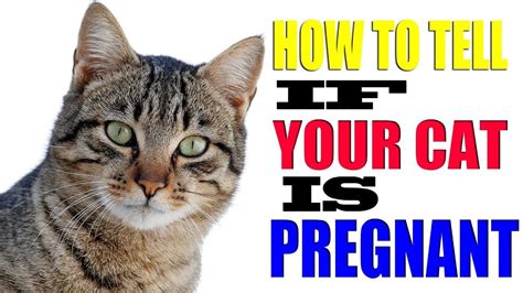 How To Tell If Your Cat Is Pregnant Spotting The Signs Of A Pregnant