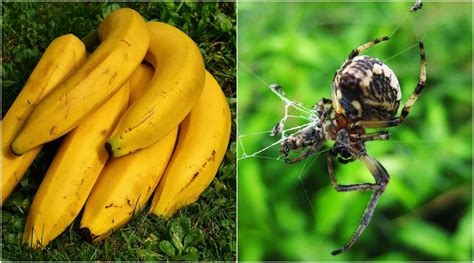 Horrific Uk Man Finds Nest Of Deadly Brazilian Spiders On A Banana 👍