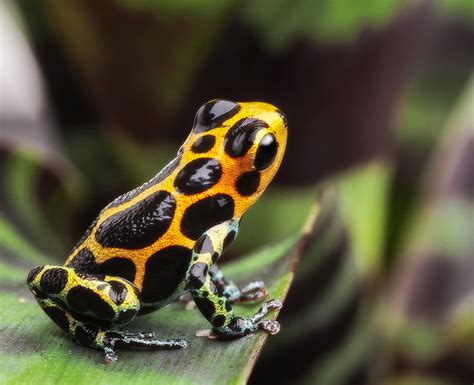 Poison Dart Frog Photography By Dirk Ercken Images