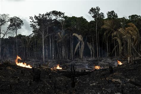 Deforestación De Amazonía Fue Récord En último Año De Bolsonaro