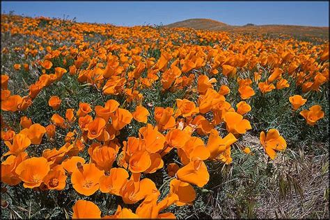 A naturalized crop of the vivid orange flowers, the california poppy, eschscholzia californica, flowering, in the antelope valley california poppy reserve papaveraceae. California Poppies, Antelope Valley California Poppy ...