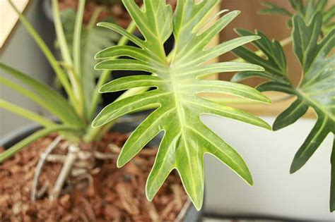 How To Grow And Care For Tree Philodendron Houseplants
