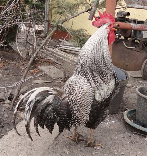 Súly kakas 2,5 3kg tyúk 2 2,5kg. Díszbaromfik az udvarunkon: Itáliai tyúkjaink