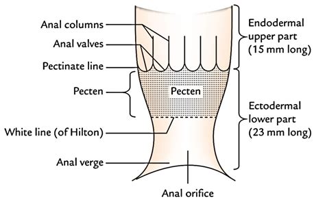 Easy Notes On 【anal Canal】learn In Just 4 Minutes