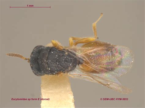 Eurytomidae