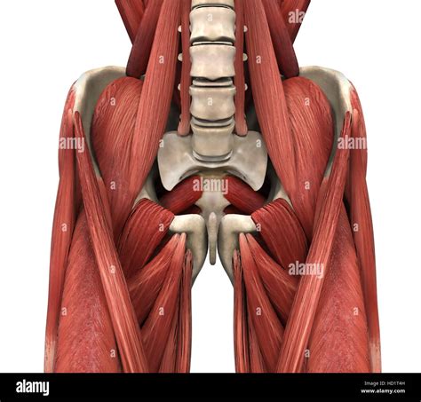Psoas Muscles Anatomy Stock Photo Alamy