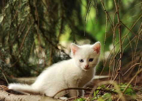 Cat Kitten Young Animal Wildcat White Cat Mammal Nature Pikist