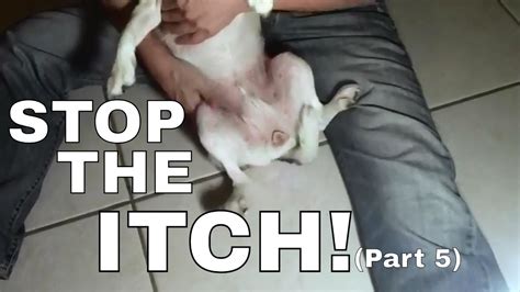 Part 5 How To Stop Your Dog From Itching Scratching Youtube