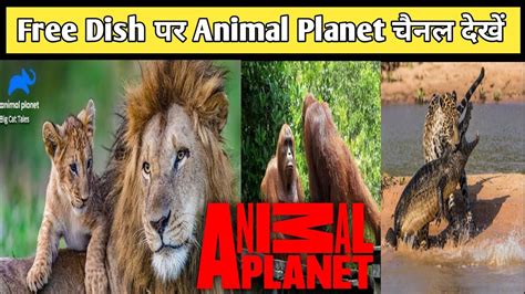 Animal Planet channel in Hindi | Free dish new update | animal Planet