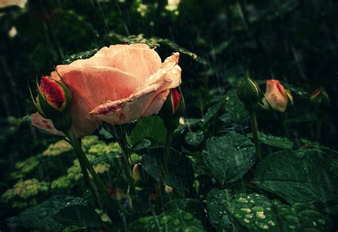 Am i falling for you? rose, Rain, Flowers Wallpapers HD / Desktop and Mobile ...