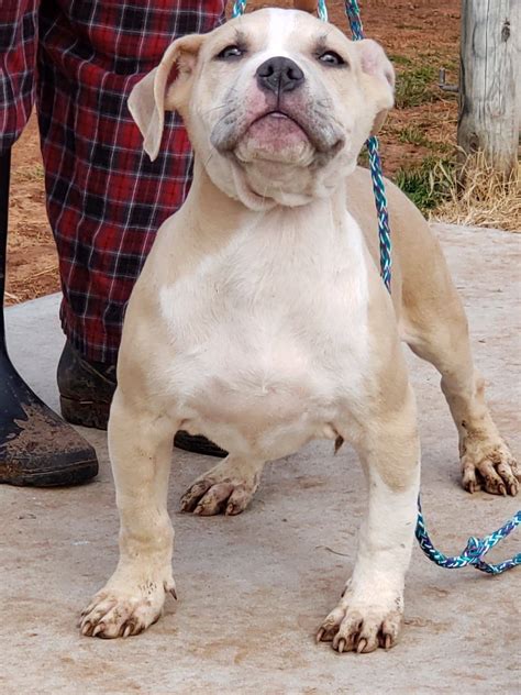 If you are looking for bully puppies for sale, we have the highest quality xl puppies with size, mass, head, and the temperament to fit nicely into. Champagne Xl Bully Puppies : Xl champagne tri american ...