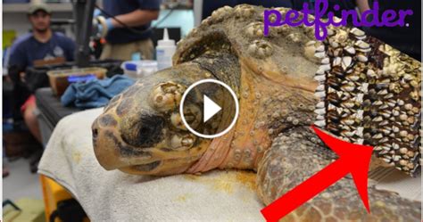 What is the longest life span of a turtle? Removing Barnacles From Poor Sea Turtles Compilation ...