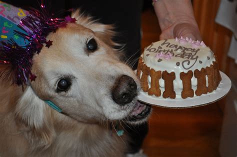 How Sweet Is Sky Getting Ready To Enjoy Her 13th Birthday Dog Cake So