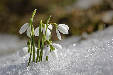 Flowers are one of the best ways to honor the women affected by this disease or show your support in the fight against breast cancer. January Birth Flowers: Carnation and Snowdrop | What Do ...
