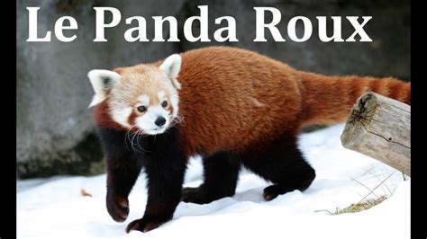 Histoire Despèce 4 Le Panda Roux Youtube