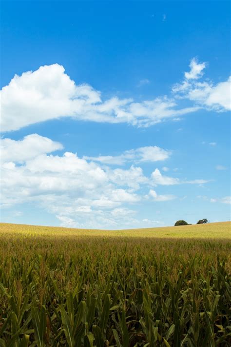 Download 640x960 Cropland Agriculture Field Clouds Sky Rural Area