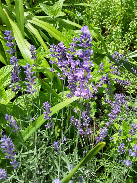 Lavender garden bouquet (61 reviews). LAVENDER FLOWER whole organic