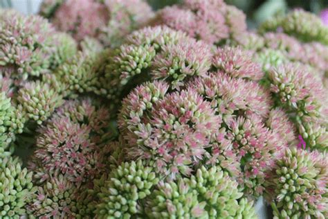 10 british flowers that bloom in july. August seasonal blooms