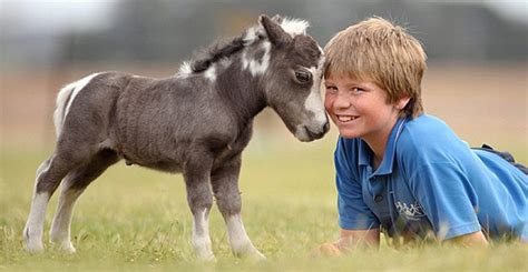 Dwarf Miniature Horses