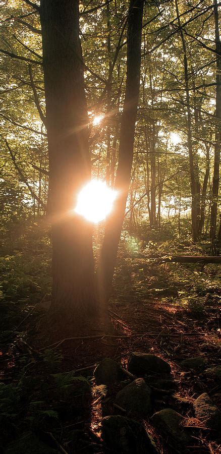 The Sun Peeks Through The V Of A Tree Photograph By Mike M Burke Fine