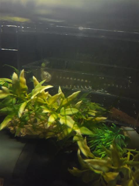 So decisions have to be made about breeding very soon after fry are born. Guppy Is Pregnant And Now She Started Facing Her Head Down ...