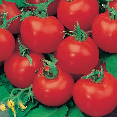 Tomato Shirley Agm 9cm Pot Coolings Garden Centre