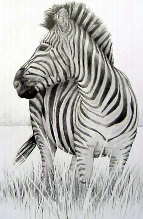 Tune in live to the african savanna, dublin zoo's largest habitat that is home to giraffes, rhinos, ostrich and zebras. drawing_africa_zebra.JPG 460×702 píxeles | Zebra art, Pencil drawings of animals, Zebra