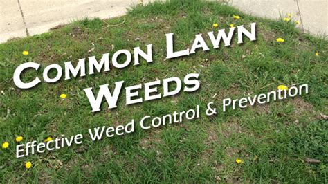 Weed Control Des Moines Ia Common Lawn Weeds In Des