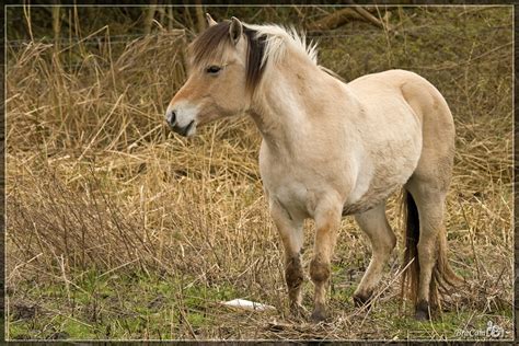 konik horse  konik polish konik polski  polish pri flickr