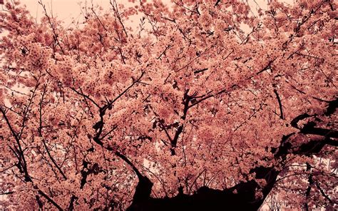 Pink Aesthetic Tree Wallpapers Wallpaper Cave