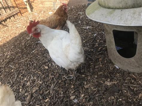 Pair Of White Star Chickens For Sale In Wayfield Road Chatham Preloved