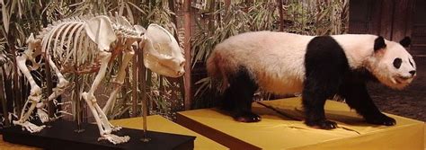Skeleton And Stuffed Specimen Of Giant Panda Named Tong Tongbred